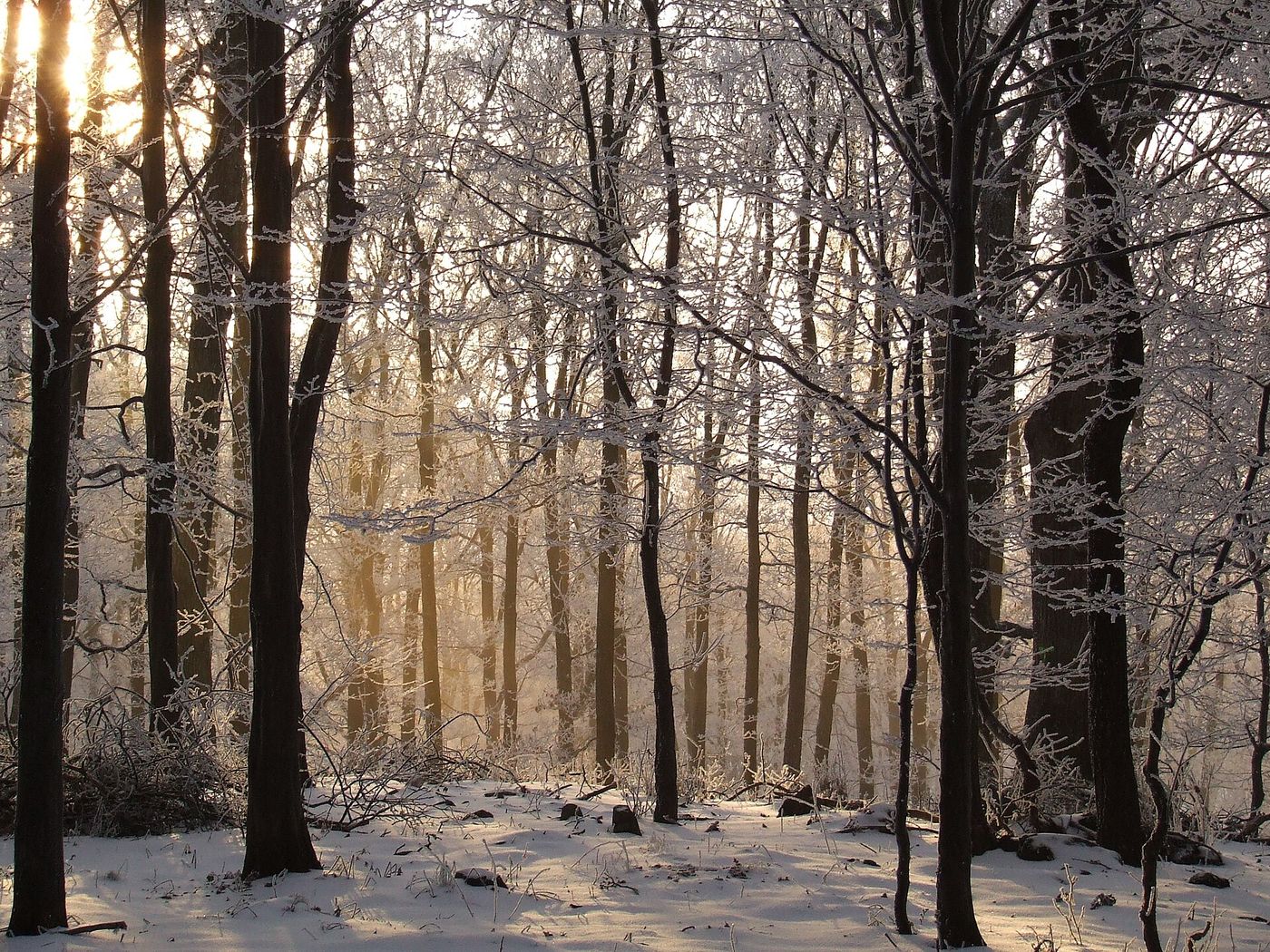 Old-Growth Forests No Longer Net Carbon Sinks