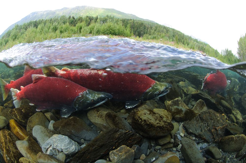 Glaciers Shrink Rapidly, Skykomish River Faces Rising Heat