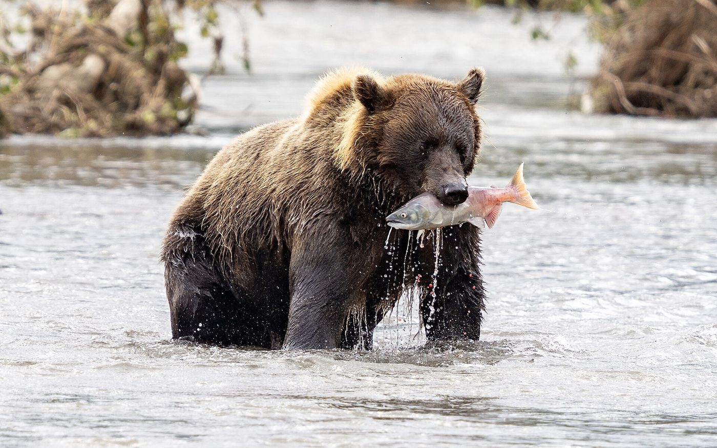 Stillaguamish River Closed to Fishing Through Early November